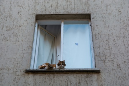 The cat came out of the window. watching aroundの写真素材