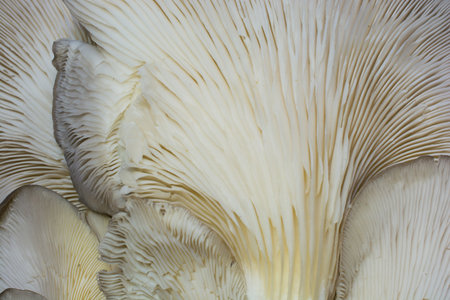 Close-up of oyster mushroom.Because it is in the form of an oyster, it has a oyster mushroom name,
