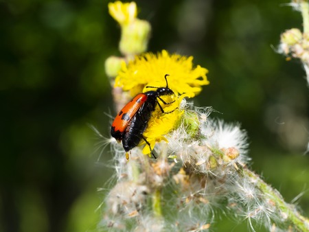 red-winged, black-spotted, insect is picking pollen from yellow daisyの写真素材