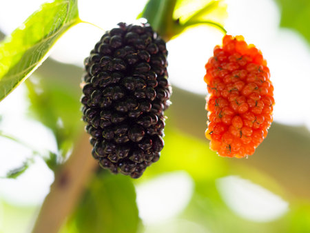 red and black mulberry. macro shooting in natural environment.
