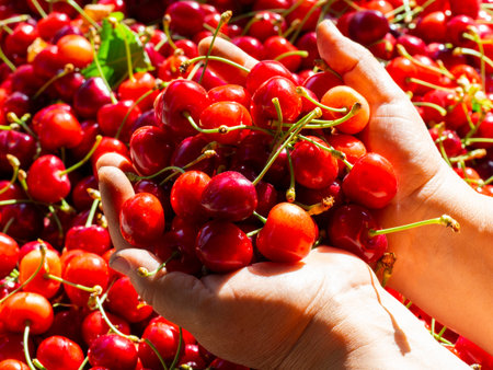 fresh organic cherries background. Red fresh bunch of cherries on the table. fresh red cherry heap....