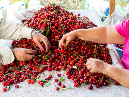 the workers are choosing cherry. fresh organic cherries background. Red fresh bunch of cherries on...