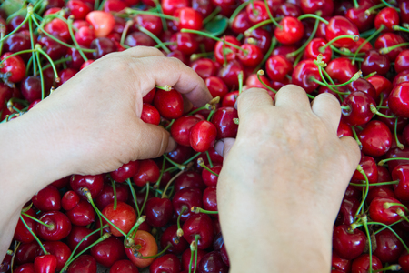 fresh organic cherries background. Red fresh bunch of cherries on the table. fresh red cherry heap. cherry selective handsの写真素材