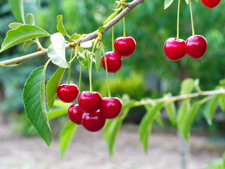 sour cherry fruit. natural macro shooting in sour cherry tree.の写真素材