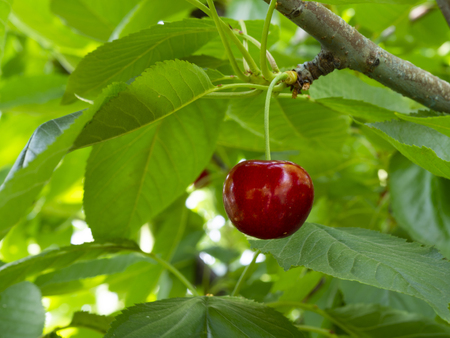 fresh organic cherries. red fresh cherry on the tree. fresh red cherry heap. macro shooting on tree.の写真素材