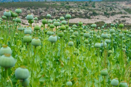poppy field. opium, poppy capsule and flowers. Agriculture of poppy plant. pharmaceutical industrial plant. main ingredient of morphineの写真素材