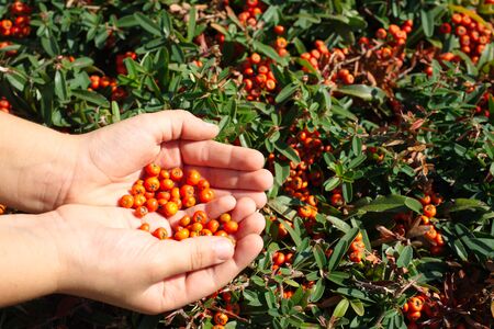 Latin name: Pyracantha Coccinea. orange pyracantha berriesの写真素材