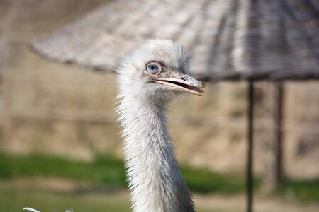 ostrich in the wild nature life. Wild animals. ostrich macro portrait shootの写真素材