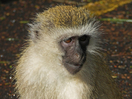Cercopithecus