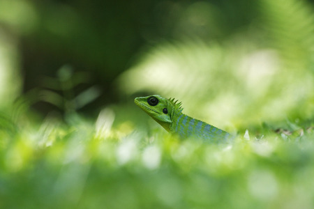 Green and blue striped lizard on grass with natural backgroundの写真素材