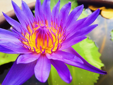 Purple lotusの素材