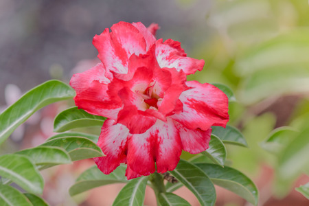 Adenium obesum tree, Pink Flower,  Desert Roseの写真素材