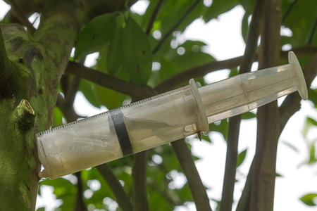 Orange tree with a syringeの写真素材