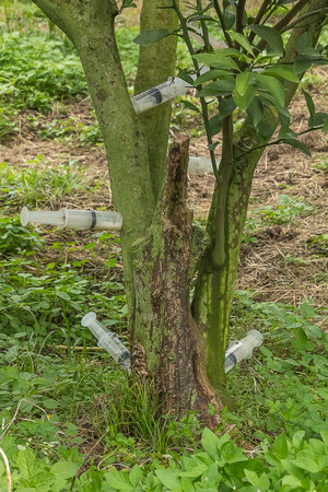 Orange tree with a syringeの写真素材