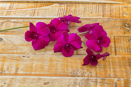Violet orchids on wooden backgroundの写真素材