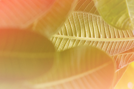 colorful leave made with color filtersの写真素材