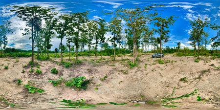 Landscape of the field with trees and blue sky in Thailand.