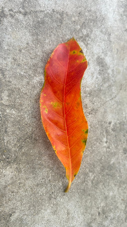 Autumn leaf on cement floor background, with copy space for text