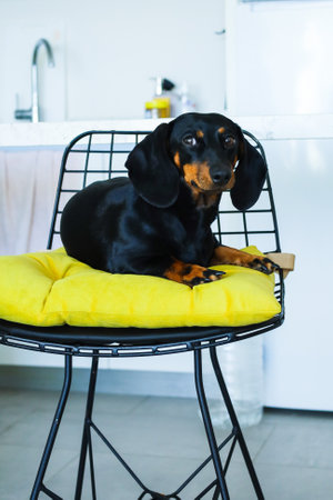 Funny black dachshund dog lies on a yellow pillow and looks into the distanceの写真素材