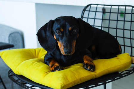 Dachshund dog lies on a yellow pillow and looks aheadの写真素材