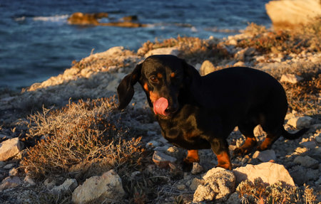 Cute funny dog on the beach at sea lit by the setting sun licks his noseの写真素材