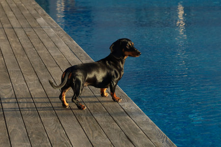 Black dog resting by the pool in the sunの写真素材