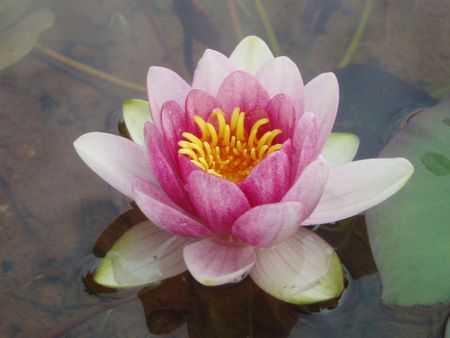 lotus flowerの写真素材