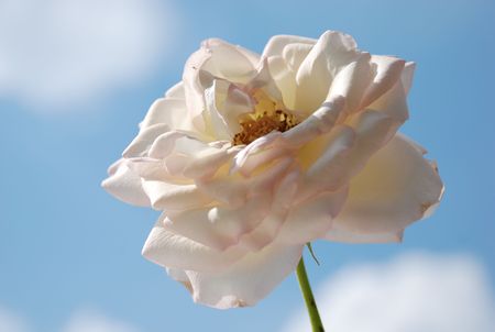 white rose with blue sky as backgroundの写真素材