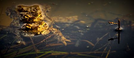 Two frogs in  and drop of waterの写真素材