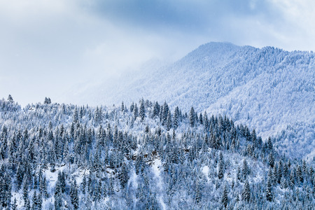 The forest slopes of the Greater Caucasus mountain range, winter mountainの写真素材