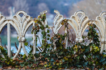Iron fence, overgrown with Ivy in Kutaisi, Georgiaの写真素材