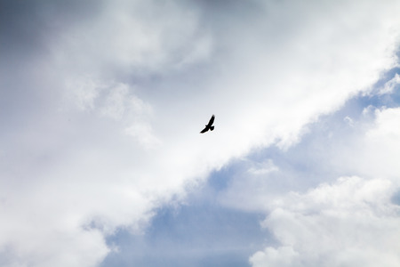 Bird of prey flies into the cloudy sky at winter timeの写真素材