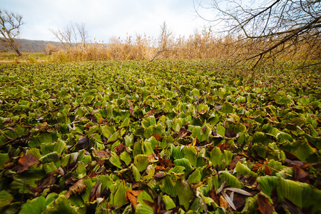The river Severski Donets overgrown tropical seaweedの写真素材