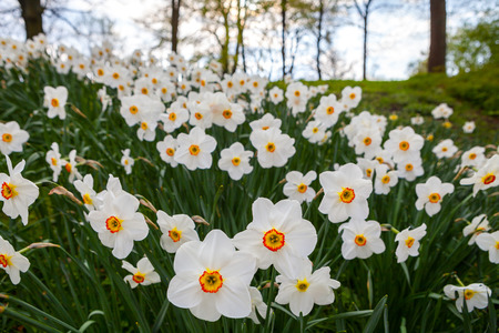 Beautiful meadow with blooming white narcissus flowers.の写真素材