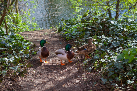 Three ducks, one female walking on the path of city park. Spring time.の写真素材