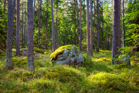 Pine forest and big boulders in beatiful day lightの写真素材