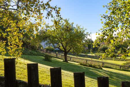 Green backyard area with trees and grass and wooden fence at the foregroundの写真素材