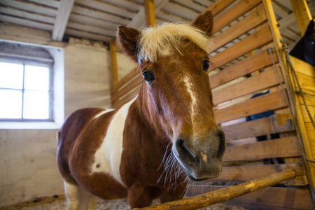 Portrait of the horse in a stableの写真素材