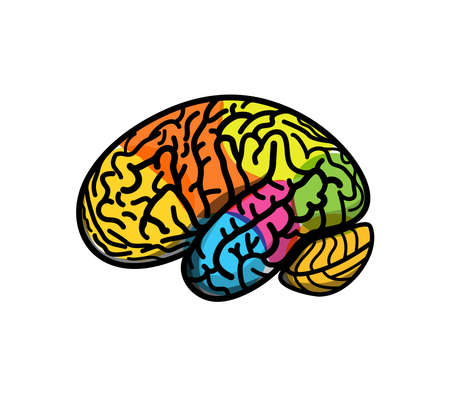 Brain parts with gyrus, colored atlas side view, cartoon vector illustration. Brain colored segments, conceptのイラスト素材