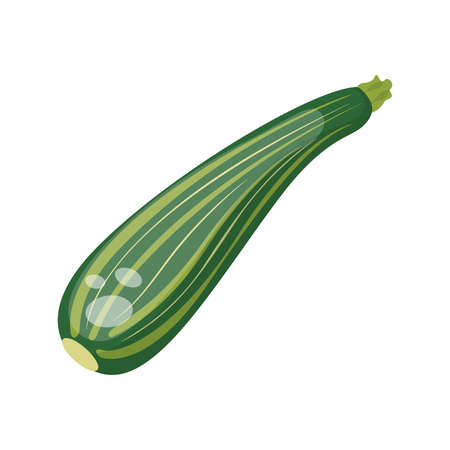 Cartoon fresh organic green zucchini icon. vector illustration.のイラスト素材