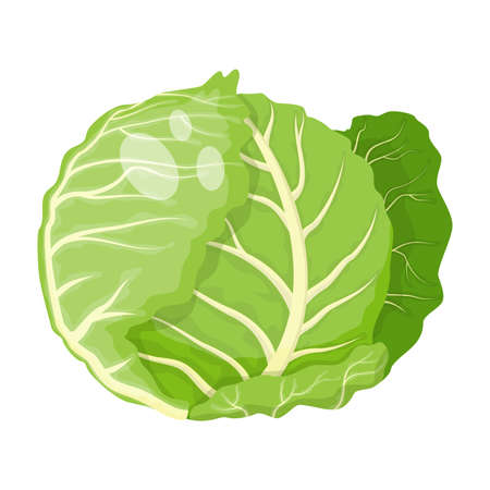 Cartoon fresh organic green cabbage icon. vector illustration.のイラスト素材