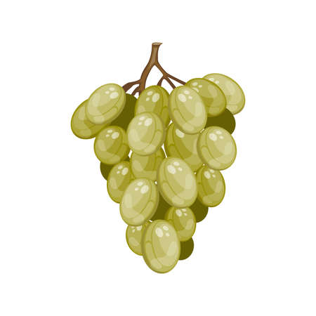 Cartoon ripe green grapes branchのイラスト素材