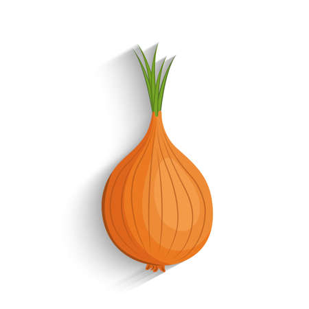 Onion, vector illustration. fresh white onion.のイラスト素材