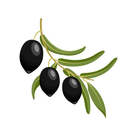 Black olives branch. vector illustrationのイラスト素材