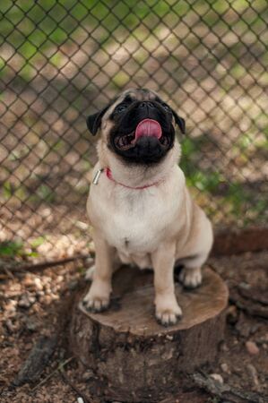 A 6 month old pug puppy is sitting on a stump sticking out of his tongue in a park. blurの写真素材