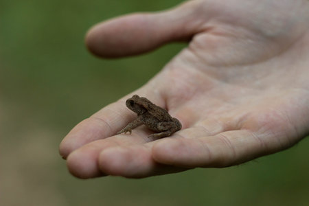 Photo of small green frog sitting on a hand. Young frog on a palm. Little green frog in hands, with...