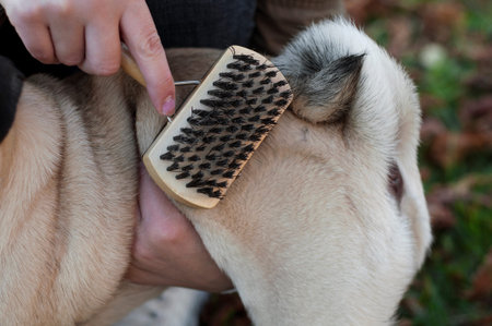 Regular dog care. A woman is cleaning her little pug. Combing dog hair on the street.