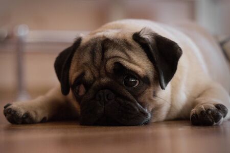 Pug resting on the floor. Puppy looking at the camera. Beautiful dogの写真素材
