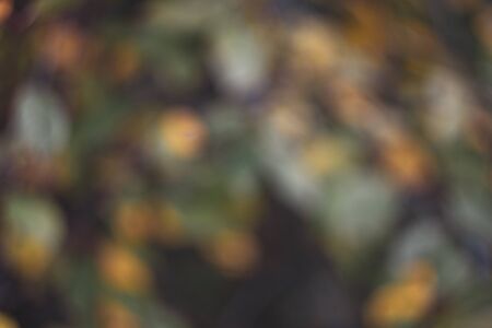 Abstract Fall Background with golden, brown and green leaves and vegetation bokeh. Can be both horizontal and vertical.の写真素材