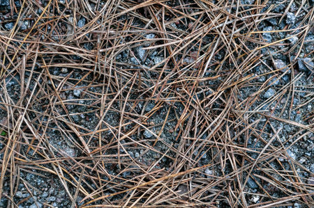 Pine needles on the ground. Spruce needles on the ground. Natural background with pine needles.
